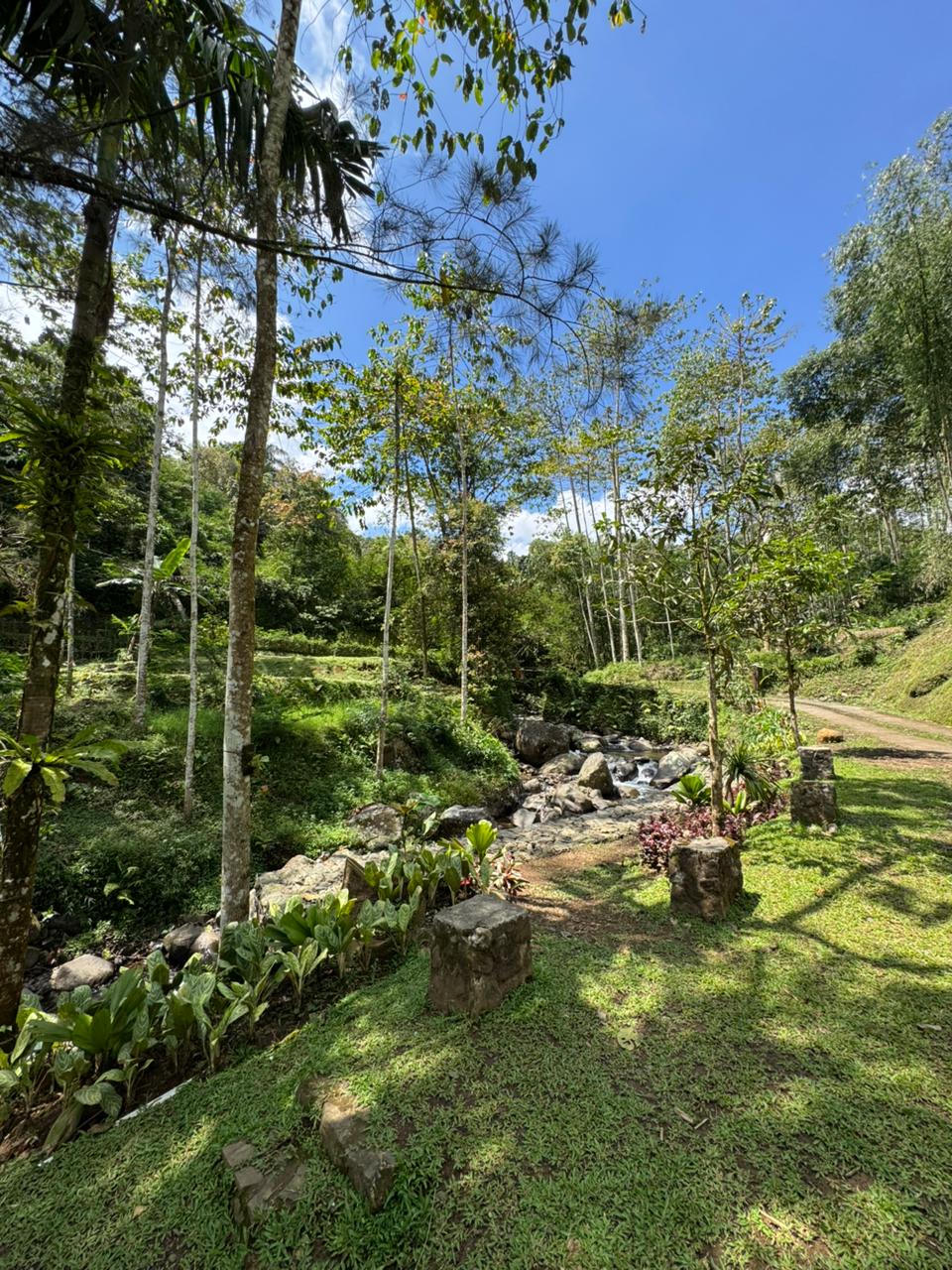 Riverside lawn and stream surrounded by trees